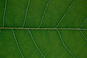 abstract veins of fresh green leaf
